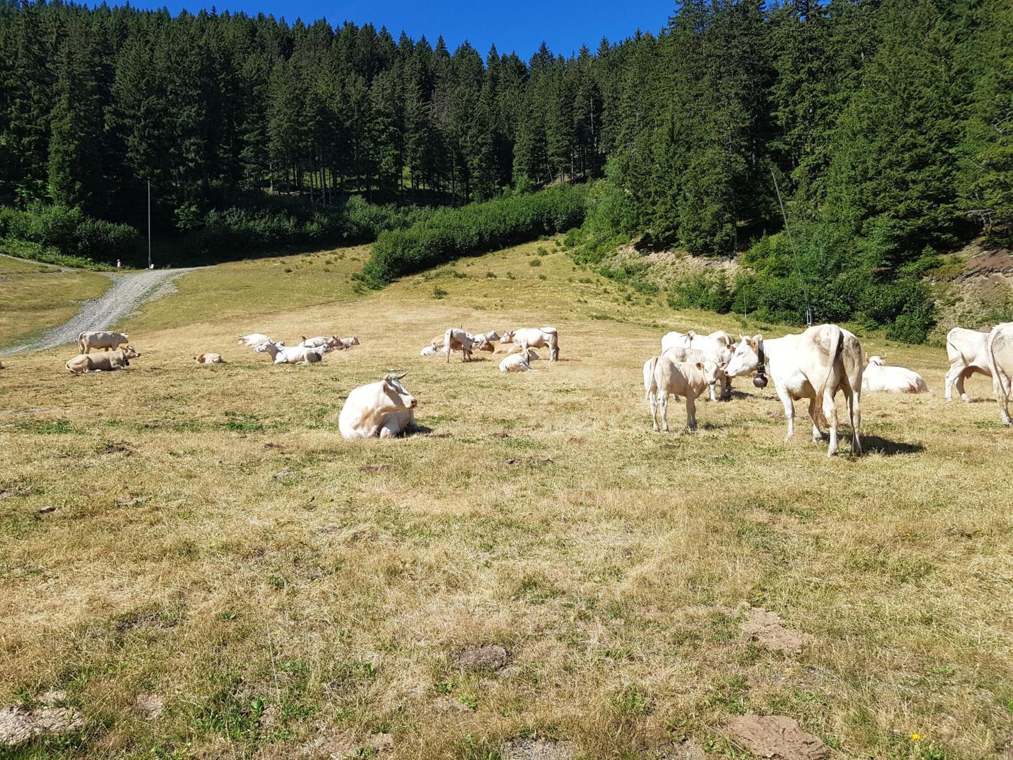 Les 7 Laux Immobilier Chalet E Prapoutel Exteriér fotografie